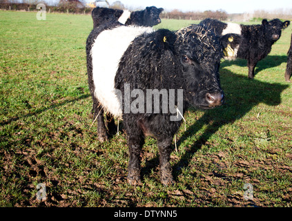 Seltene Rasse Belted Galloway Rinder Hüten an Lux Bauernhof, Kesgrave, Suffolk, England Stockfoto