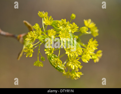 Spitz-Ahorn (Acer Platanoides), blühend, Thüringen, Deutschland Stockfoto