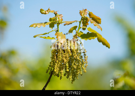 Pedunculate Eiche (Quercus Robur), blühend, männlicher Blütenstand, Thüringen, Deutschland Stockfoto