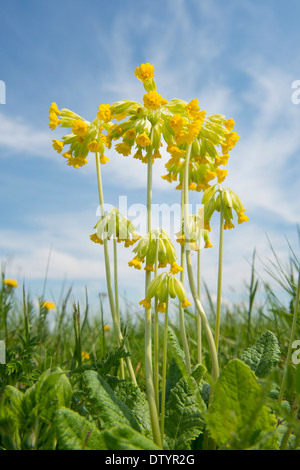 Schlüsselblume (Primula Veris), blühend, Thüringen, Deutschland Stockfoto