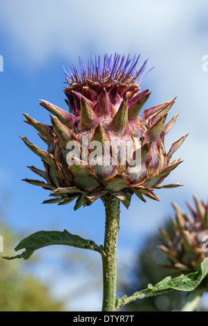 Karde oder Distel Artischocke (Cynara Cardunculus), Bayern, Deutschland Stockfoto