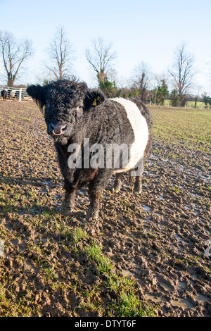 Bull seltene Rasse Belted Galloway Rinderherde an Lux Bauernhof, Kesgrave, Suffolk, England Stockfoto