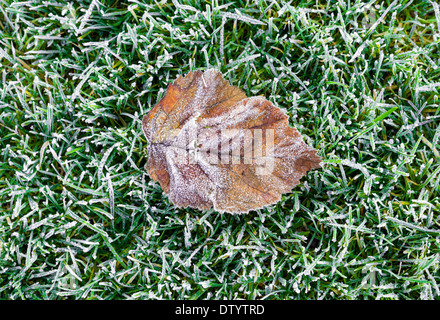 Nahaufnahme von Herbst Blatt auf dem Rasen Stockfoto