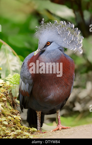 Victoria gekrönte Taube (Goura Victoria), ursprünglich aus Neu-Guinea, in Gefangenschaft, Deutschland Stockfoto