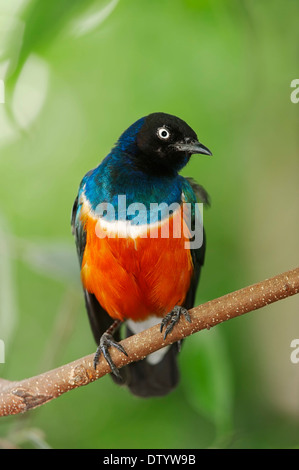 Superb Starling (Glanzstare Superbus, Spreo Superbus), ursprünglich aus Afrika, Gefangenschaft, Deutschland Stockfoto