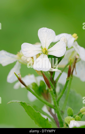 Garten-Rettich (Raphanus Sativus), Blumen, North Rhine-Westphalia, Germany Stockfoto