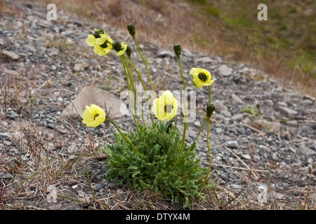 Svalbard-Mohn (Papaver Dahlianum) Blume wächst auf Permafrost auf Boden, Longyearbyen, Svalbard, Spitzbergen, Norwegen Stockfoto