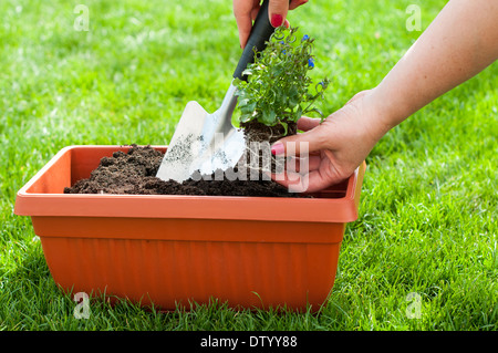 Garten Schaufel und eine Blume in einem Topf mit Kompost Stockfoto