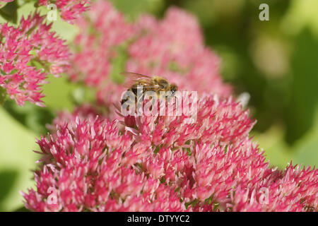 Sedum telephium Stockfoto