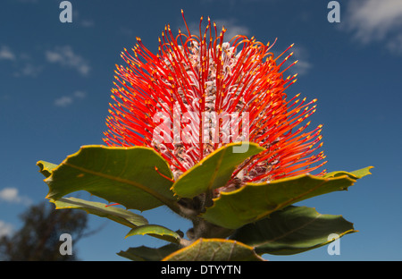 Scharlachrote Banksia (B. Coccinea) Fitzgerald River National Park, Western Australia Stockfoto