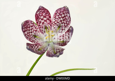 Schlange den Kopf Fritillary (Fritillaria Meleagris), Hessen, Deutschland Stockfoto