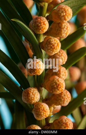 Englische Eibe oder Eiben (Taxus Baccata), männliche Blüten, Hessen, Deutschland Stockfoto