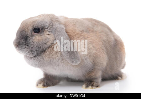 Graues Kaninchen isoliert auf weißem Hintergrund Stockfoto