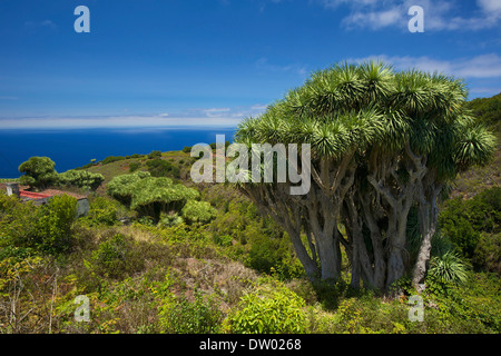 Kanarischen Drachenbaum (Dracaena Draco), La Tosca, La Palma, Kanarische Inseln, Spanien Stockfoto