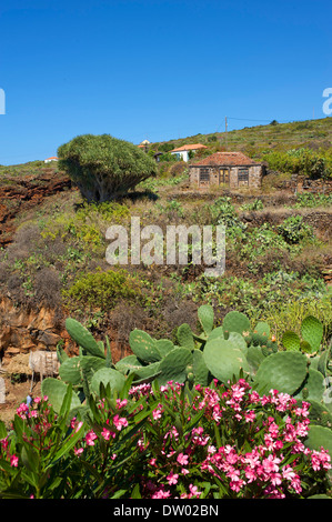 Altes Bauernhaus mit einem kanarischen Drachenbaum (Dracaena Draco), Puntagorda, La Palma, Kanarische Inseln, Spanien Stockfoto