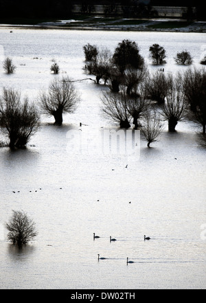 Schwäne kreuzen die überfluteten Felder auf der Somerset Ebene - mit dem Fluß Parrett überfüllt in der Ferne UK Stockfoto