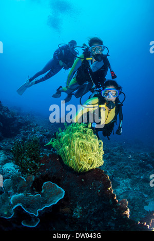 Gruppe von Tauchern in einem bunten Korallenriff beobachten ein Feather Star (Crinoidea), Philippinen Stockfoto