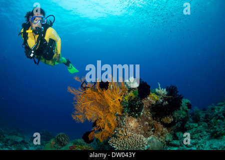 Taucher in einem bunten Korallenriff, Philippinen Stockfoto