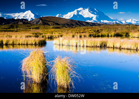 Osten Angesichts der Denali (ehemals Mt. McKinley) gesehen von einem Tundra Teich ca. 2 Meilen von der Straße zwischen Eielson und Frage mich See. Denali National Park AK Stockfoto