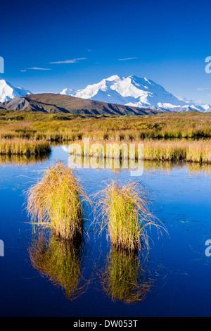 Osten Angesichts der Denali (ehemals Mt. McKinley) gesehen von einem Tundra Teich ca. 2 Meilen von der Straße zwischen Eielson und Frage mich See. Denali National Park AK Stockfoto