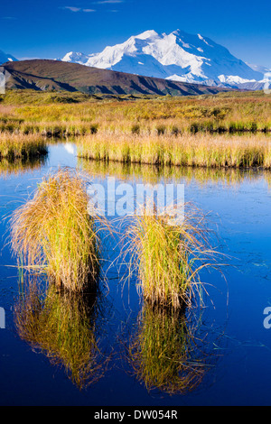 Osten Angesichts der Denali (ehemals Mt. McKinley) gesehen von einem Tundra Teich ca. 2 Meilen von der Straße zwischen Eielson und Frage mich See. Denali National Park AK Stockfoto