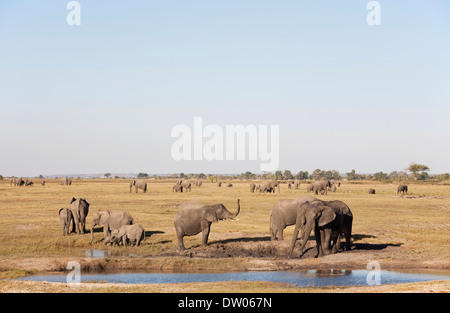 Afrikanische Elefanten (Loxodonta Africana), mehrere kleinere Zucht Herden, trinken an einer Wasserstelle oder Beweidung, Chobe-Nationalpark Stockfoto