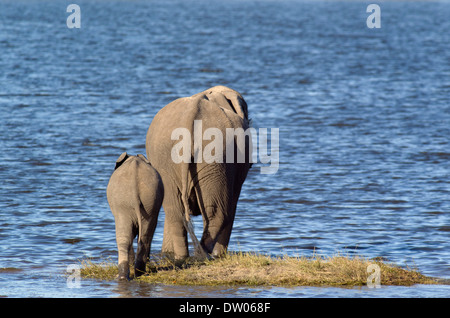 Afrikanische Elefanten (Loxodonta Africana), Rückansicht einer Kuh mit Kalb trinken an einem grasbewachsenen Inselchen im Chobe Fluss Stockfoto