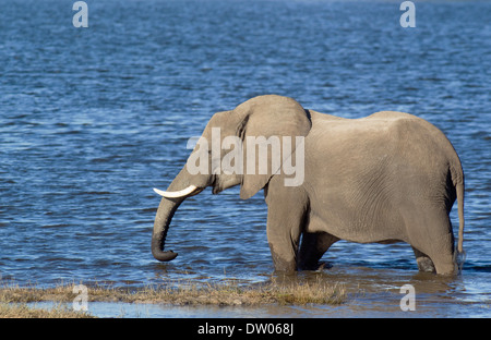 Afrikanischer Elefant (Loxodonta Africana), trinken Kuh im seichten Wasser am Ufer des Chobe Flusses, Chobe-Nationalpark Stockfoto