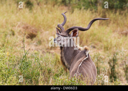 Große Kudu (Tragelaphus Strepsiceros), Männer mit großen Hörnern, Krüger Nationalpark, Südafrika Stockfoto