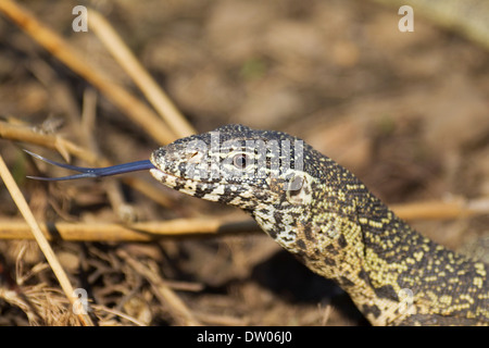 Nilwaran (Varanus Niloticus), zeigt seine gespaltenen Zunge, Krüger Nationalpark, Südafrika Stockfoto