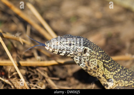 Nilwaran (Varanus Niloticus), zeigt seine gespaltenen Zunge, Krüger Nationalpark, Südafrika Stockfoto