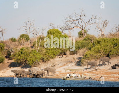 Touristen auf einer Bootsfahrt auf dem Chobe Fluss beobachten eine Zucht-Herde von afrikanischen Elefanten (Loxodonta Africana) trinken an der Stockfoto