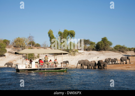 Touristen auf einer Bootsfahrt auf dem Chobe Fluss beobachten eine Zucht-Herde von afrikanischen Elefanten (Loxodonta Africana) trinken an der Stockfoto