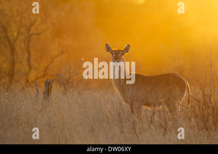 Gemeinsamen Wasserbock (Kobus Ellipsiprymnus), Kuh, bei Sonnenuntergang, Krüger Nationalpark, Südafrika Stockfoto