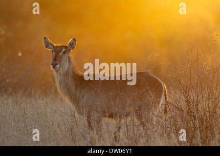 Gemeinsamen Wasserbock (Kobus Ellipsiprymnus), Kuh, bei Sonnenuntergang, Krüger Nationalpark, Südafrika Stockfoto