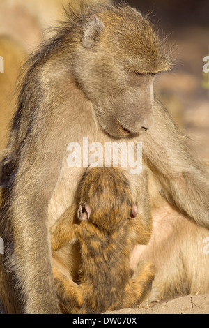 Chacma Pavian (Papio Ursinus), Weibchen mit Spanferkel jung, Chobe Nationalpark, Botswana Stockfoto