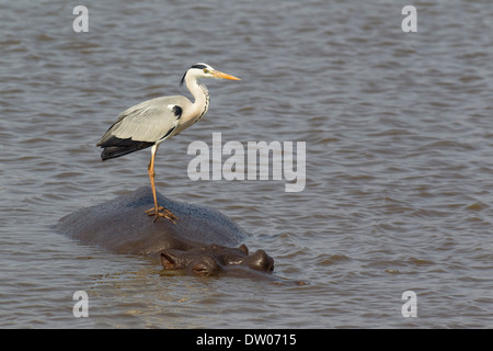 Graue Reiher (Ardea Cinerea) auf der Rückseite ein Flusspferd (Hippopotamus Amphibius), Sunset Dam, Krüger-Nationalpark Stockfoto