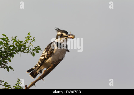 Pied Kingfisher (Ceryle Rudis), Weiblich gefangen hat ein Fisch, Sunset Dam, Krüger Nationalpark, Südafrika Stockfoto