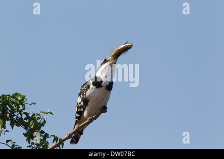 Pied Kingfisher (Ceryle Rudis), Weiblich gefangen hat ein Fisch, Sunset Dam, Krüger Nationalpark, Südafrika Stockfoto