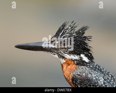 Riesiges Kingfisher (Megaceryle Maximus), Männlich, Sunset Dam, Krüger Nationalpark, Südafrika Stockfoto