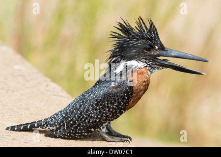 Riesiges Kingfisher (Megaceryle Maximus), männliche an einem konkreten Damm am Olifants River, Krüger Nationalpark, Südafrika Stockfoto