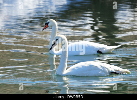 Trumeter Schwan und Höckerschwan schwimmen neben einander. Cygnus Buccinator und Cygnus olor Stockfoto