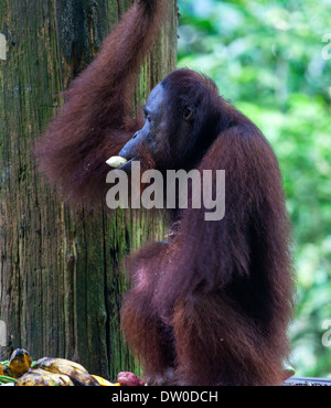 Ein Orang-Utan (Pongo Pygmaeus) Essen in Borneo, Malaysia Stockfoto