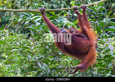 Eine Mutter und Ihr Baby Orang-Utan (Pongo Pygmaeus) hängen an einem Seil in Borneo, Malaysia Stockfoto