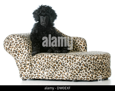 Pudel Welpen sitzen auf einem Hund couch isolierten auf weißen Hintergrund Stockfoto