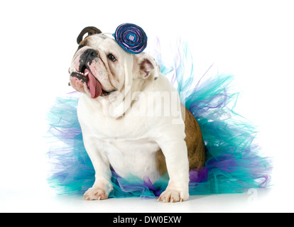 weibliche Bulldogge trägt eine Tutu isoliert auf weißem Hintergrund Stockfoto