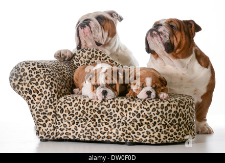 Bulldog Familie - zwei Welpen schlafen auf einer Couch mit Vater und Großvater dahinter Stockfoto