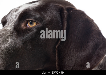 Deutscher Kurzhaariger Vorstehhund Gesicht details Stockfoto