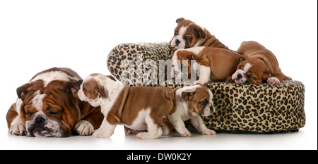 spielen neben ihrem Vater isoliert auf weißem Hintergrund - Englisch Bulldogs 8 Wochen alten Welpen Stockfoto