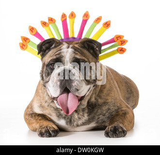 Geburtstag Hund - englische Bulldogge tragen alles Gute zum Geburtstag Hut - 2-jährige gestromte männlich Stockfoto